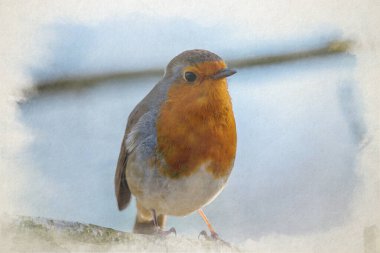Avrupalı bir Robin Kızılgöğüs 'ün dijital suluboya resmi, Erithacus rubecula İngiltere' de doğal bir ormanlık alanda..