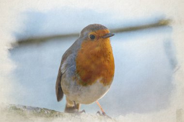 A digital watercolour painting of a European Robin redbreast, Erithacus rubecula in a natural UK woodland habitat. clipart