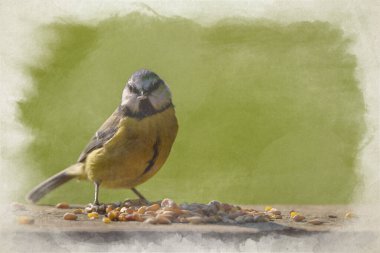 Digital watercolour painting of a Eurasian Blue Tit eating nuts against a clear green background during winter in the UK.