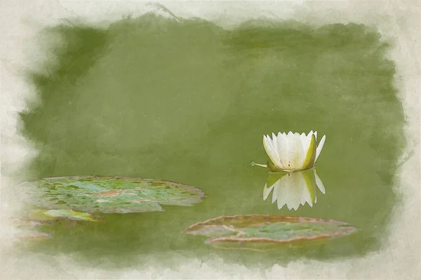 A digital watercolor painting of a white waterlily amongst green lily pads.