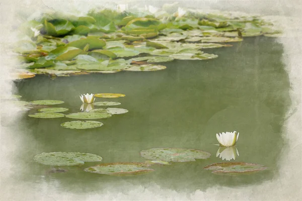 A digital watercolor painting of a white waterlily amongst green lily pads.