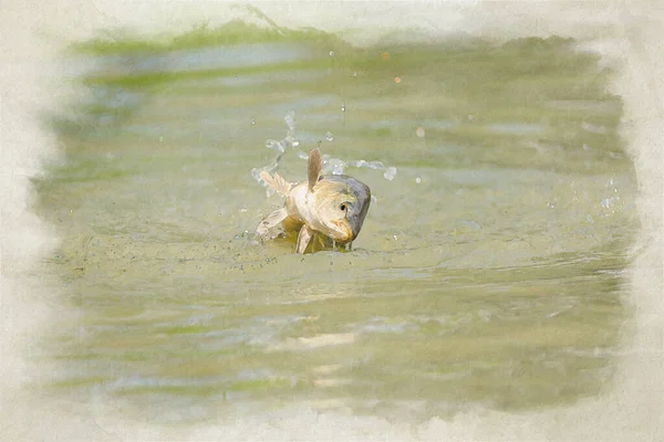 Digital Watercolour Painting Fresh Water Carp Caught Fishing Line Lake — Stock Photo, Image