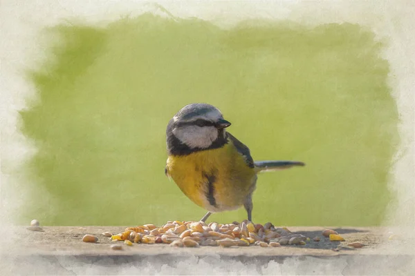 Digital Watercolour Painting Eurasian Blue Tit Eating Nuts Clear Green — Stock fotografie