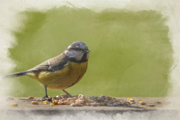 Digital Watercolour Painting Eurasian Blue Tit Eating Nuts Clear Green — Stock fotografie