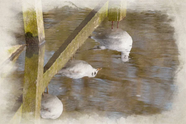 Digital Watercolour Painting Non Breeding Adult Black Headed Gulls Winter — Stock Photo, Image