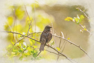 Tek bir Dunnock, Prunella modularis, çit aksanı, çit serçesi ya da İngiltere 'deki bir ağaçtaki çalı bülbülü dijital boyası..