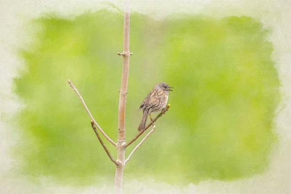 영국의 나무에 더니크 Dunnock Prunella Modularis Hedge Accentor Hedge Sparrow — 스톡 사진
