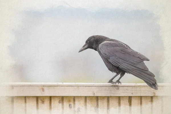 Digital Watercolour Painting Single Passerine Carrion Crow Corvus Corone Perch — Stock Photo, Image