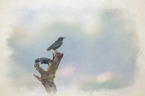 Passerine Common Vagy Európai Starling Digitális Akvarell Festmény Sturnus Vulgaris — Stock Fotó