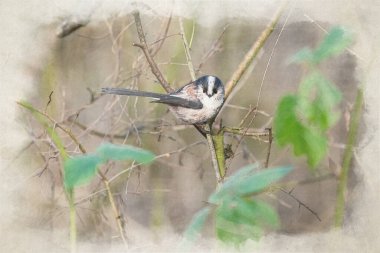 A digital watercolour painting of a Long-tailed Tit, Aegithalos caudatus against a natural woodland background during winter in the UK.