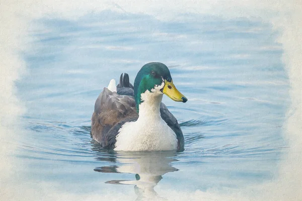 Cyfrowy Akwarelowy Obraz Kaczki Wiejskiej Pływającej Stawie Rezerwacie Przyrody Zjednoczonego — Zdjęcie stockowe