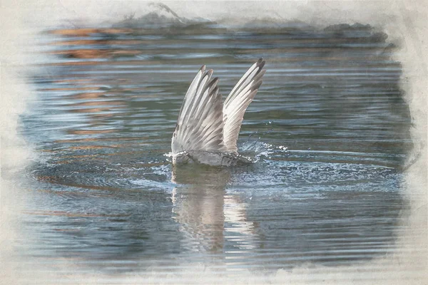 Digital Watercolour Painting Non Breeding Adult Black Headed Gulls Winter — Stock Photo, Image