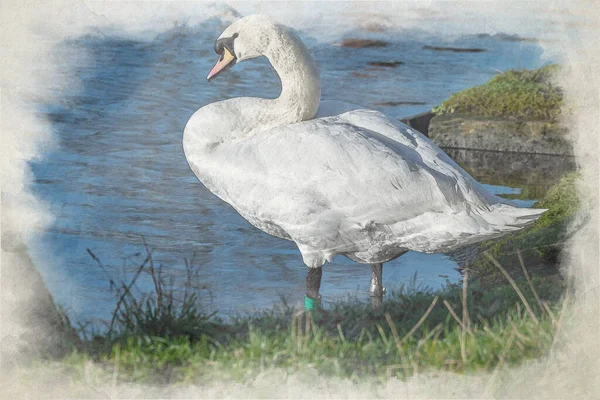 Een Digitaal Aquarelschilderij Van Een Mute Swan Cygnus Olor Aan — Stockfoto