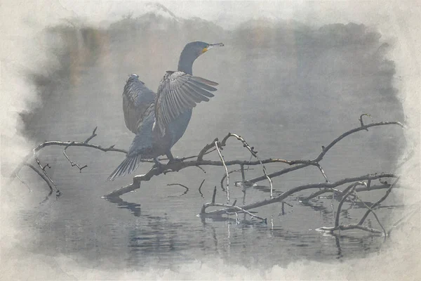 Pintura Aquarela Digital Corvo Marinho Phalacrocorax Carbo Lago Empoleirado Galhos — Fotografia de Stock