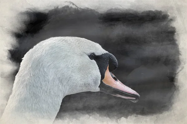 Profiel Headshot Digitaal Aquarel Schilderij Van Een Mute Swan Cygnus — Stockfoto