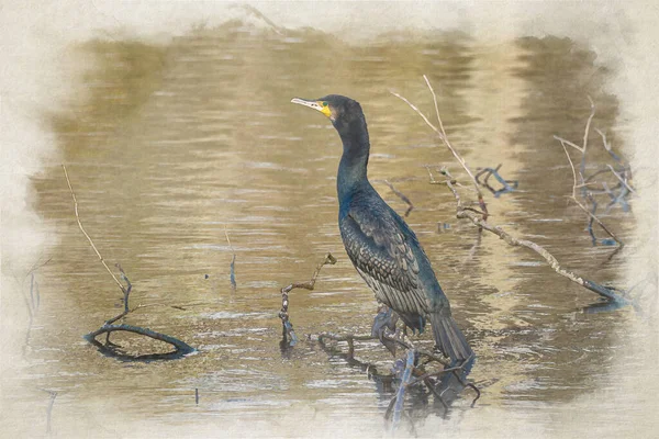 Digital Watercolour Painting Cormorant Phalacrocorax Carbo Lake Perched Tree Branches — Stock Photo, Image