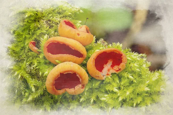 冬の森の設定でSarcoscypha Austriaca スカーレットエルフカップ真菌のデジタル水彩画 — ストック写真