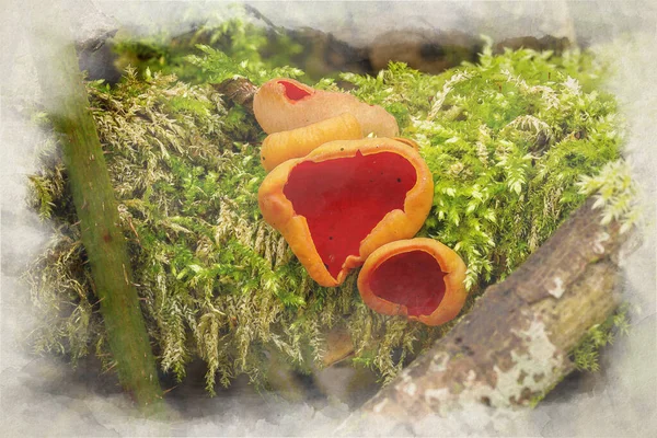 Pintura Digital Acuarela Sarcoscypha Austriaca Hongo Elfo Escarlata Bosque Invernal —  Fotos de Stock