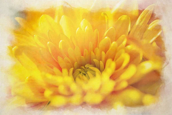 Peinture Numérique Aquarelle Fleurs Aster Jaune Orange Qui Commencent Fleurir — Photo