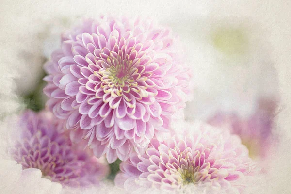 Une Aquarelle Numérique Fleurs Roses Chrysanthème Fleurs Avec Une Faible — Photo