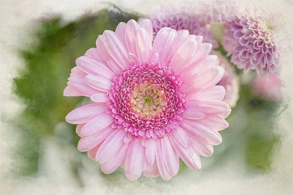 Digital watercolour painting of a pink sunlit Barberton Daisy in a natural garden setting with a shallow depth of field.
