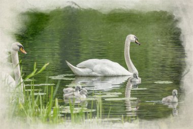 Dilsiz bir Swan 'ın dijital suluboya resmi, Cygnus rengi bir cygnet taşıyor, ve bebek cygnetlerle, İngiltere' de bir gölette..