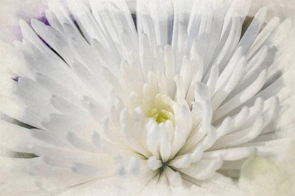 Digitale Aquarelverf Van Witte Aster Bloemen Bloei Met Een Ondiepe — Stockfoto
