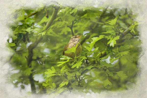 Passerine House Sparrow Passer Domesticus Digital Watercolor Painting Sitting Perch — 스톡 사진