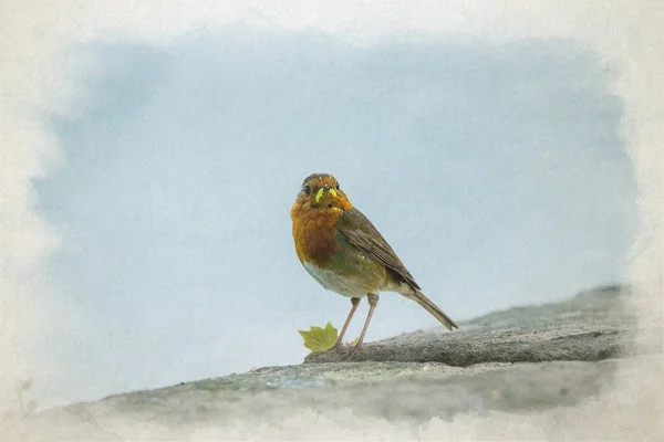 Digitális Akvarell Festmény Egy Európai Vörösmellű Robinról Erithacus Rubecula Egyesült — Stock Fotó