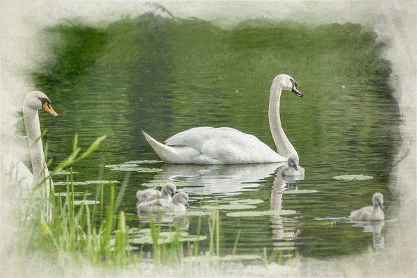 Een Digitaal Aquarel Schilderij Van Een Mute Swan Cygnus Olor — Stockfoto
