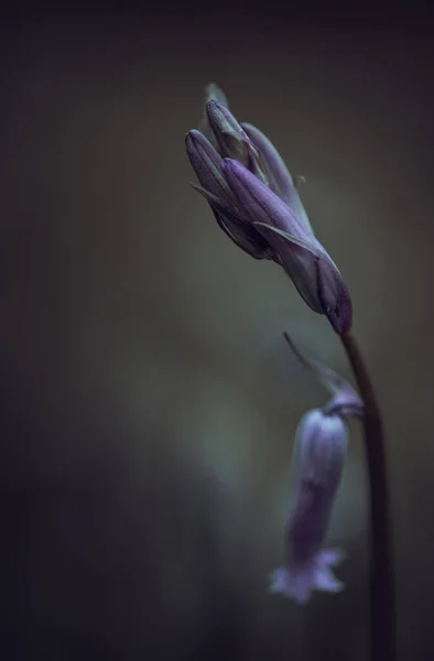 田の浅さを活かした魔法のようなエーテルの森の中の紫色のブルーベルの花 そしてクールなムーディーカラーパレット — ストック写真