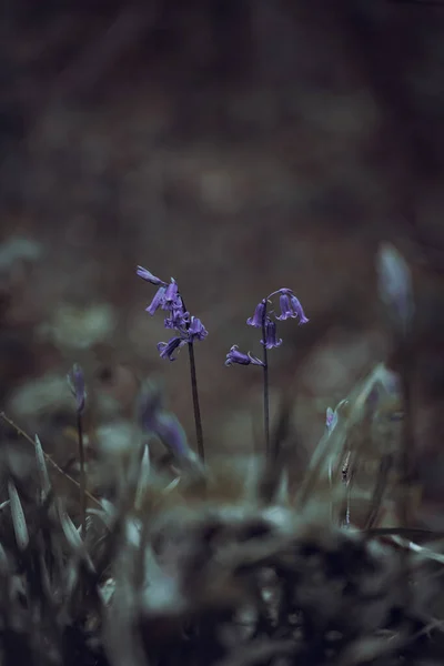 Mor Mavi Çan Çiçekleri Sihirli Ruhani Bir Ormanlık Alanda Sığ — Stok fotoğraf