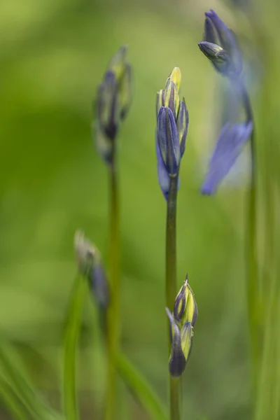 Lila Kékúszójú Virágok Varázslatos Éteri Erdős Környezetben Sekély Mélységű Mezővel — Stock Fotó