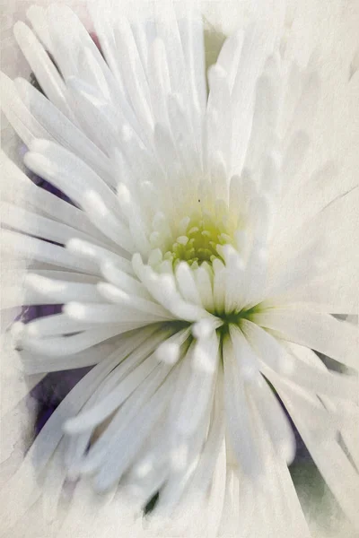 Aquarelle Numérique Fleurs Aster Blanches Fleurs Avec Une Faible Profondeur — Photo