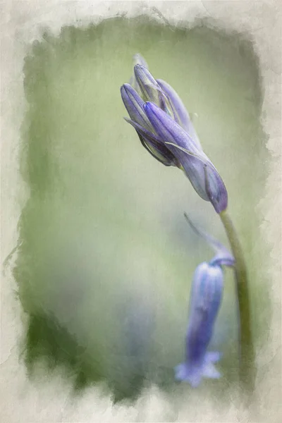 Aquarelle Numérique Représentant Des Fleurs Cloche Bleue Violette Sur Fond — Photo