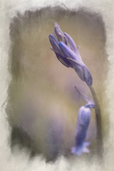 Digitális Akvarell Festés Lila Bluebell Virágok Ellen Erdős Háttér Egy — Stock Fotó