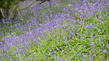 Yakından çekilmiş canlı, parlak renkli bir BlueBell çiçeğinin görüntüsü İngiltere 'de bir ormanlık alanda rüzgarda hafifçe esiyor..