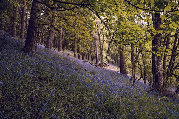 Helle Sonnenbeschienene Lila Blauglockenblüten Vor Einem Natürlichen Grünen Waldhintergrund Mit — Stockfoto