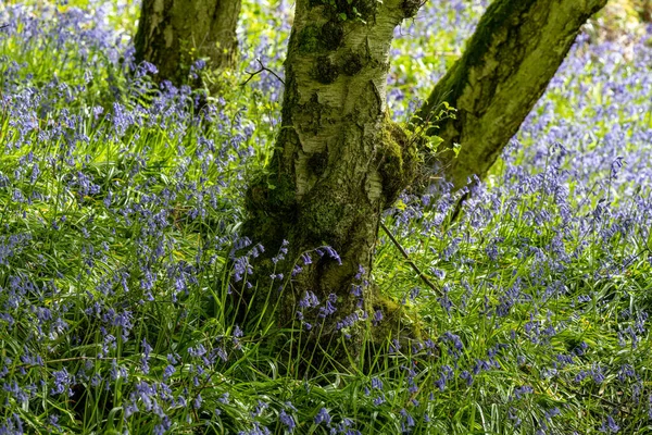 Fleurs Violettes Cloche Bleue Éclairées Par Soleil Sur Fond Naturel — Photo