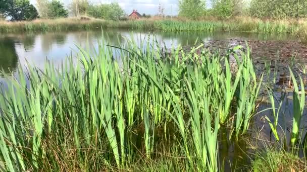 英国の田舎で晴れた夏の日に風に吹いて緑の木が池の上に明らかにショット — ストック動画
