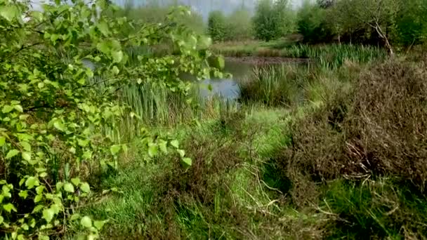 Upward Revealing Shot Pond Green Trees Blowing Breeze Sunny Summers — Stock Video