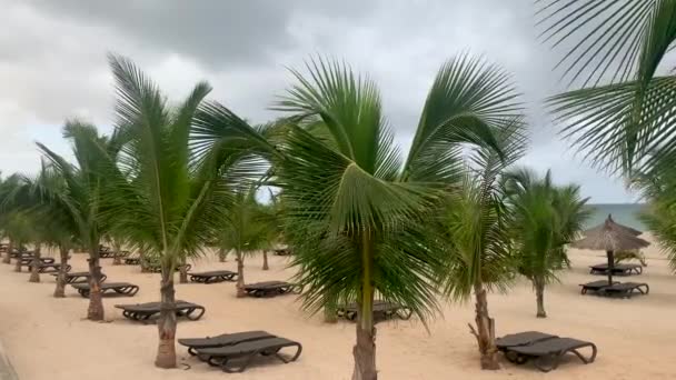 Locked Establishing Shot Empty Sunbeds Palm Trees Blowing Breeze Beach — Stock Video