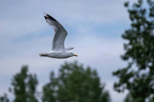 Adult Herring Gull Flight Adult Herring Gull Larus Argentatus Flight — Stock Photo, Image