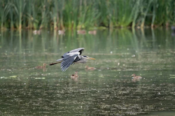 英国の湖を飛んでいるヒロン科アルデシア属の長い足の捕食者グレイ ヘロン — ストック写真
