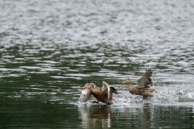 Amatör bir ördek, ananas platyrhynchos su sıçratan bir göle kalkıyor..