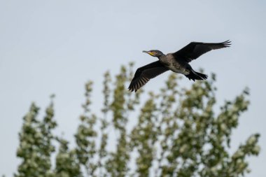 Bir karabatak, Phalacrocorax karbonhidratlı karbonhidrat bir göl üzerinde uçuyor ve karaya çıkıyor..