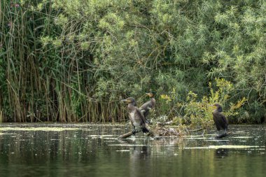Üç karabatak, Phalacrocorax karbonhidrat bir göldeki devrilmiş bir ağaca tünemiş deniz kuşu..
