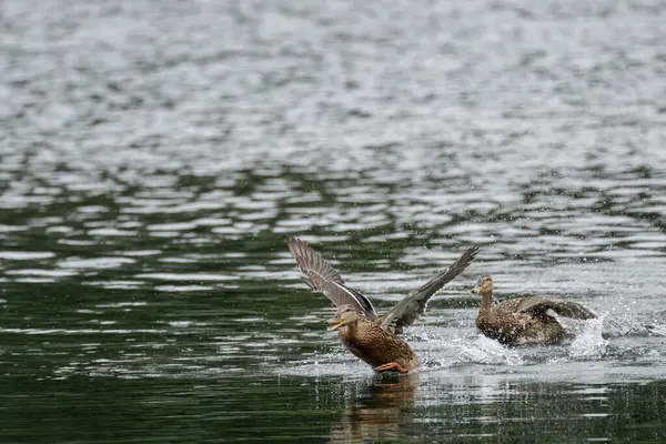 Pato Salteador Anas Platyrhynchos Despegando Lago Con Salpicaduras Agua — Foto de Stock