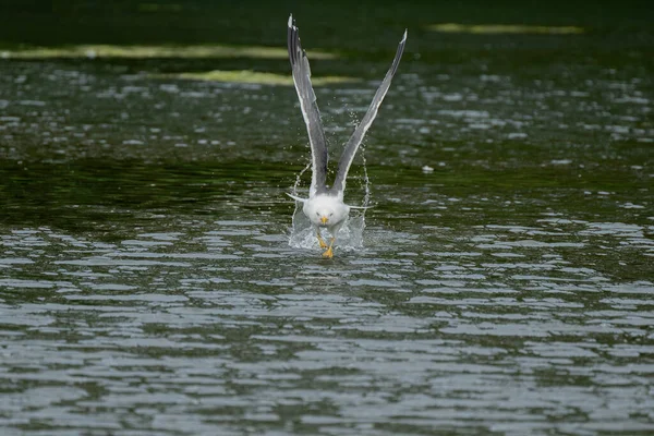 Herring Gull Larus Argentatus 호수에서 — 스톡 사진
