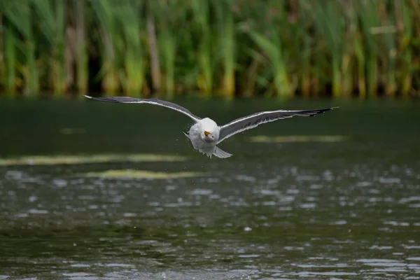 成年海鸥在飞行中 成年的鲱鱼海鸥 云雀从湖中起飞 — 图库照片